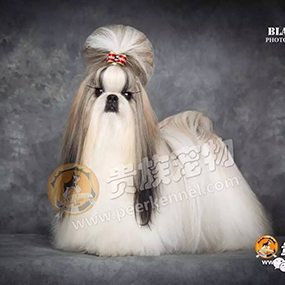 【貴族名犬堂】中國(guó)四大美人，“西施”在貴族~?。。?>
                <div   id=